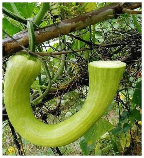 吃瓜视频在线 吃瓜是什么意思,网络热词背后的文化现象